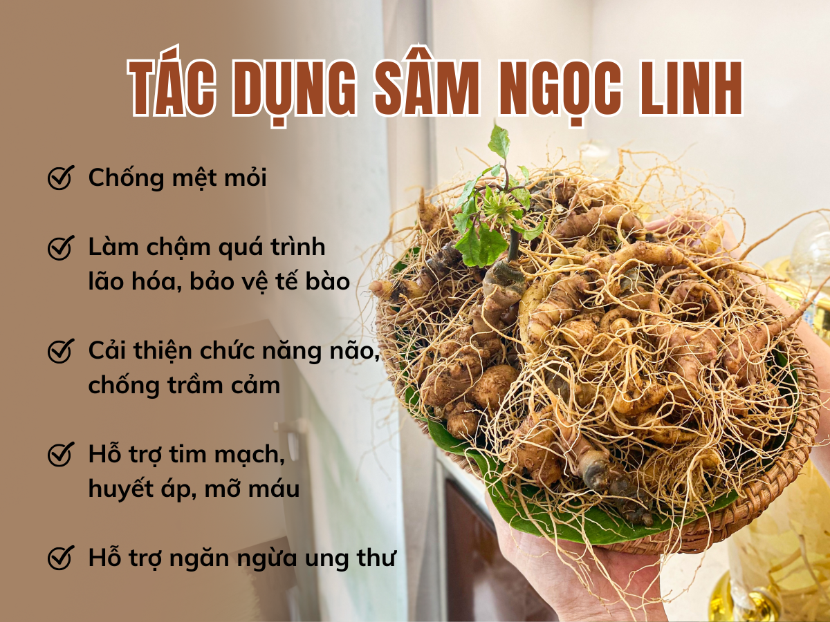 Sự thật về s&acirc;m Ngọc Linh